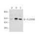 FLJ23356 Antibody (S-23) - Western Blotting - Image 158358