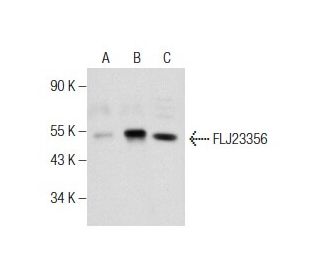 FLJ23356 Antibody (S-23) - Western Blotting - Image 158358