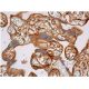 immunohistochemistry image from recommended Flk-1/KDR/VEGFR2 (D-8) monoclonal antibody replacement. Image 353882