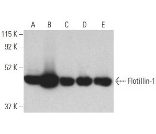 Flotillin-1 Antibody (C-7) - Western Blotting - Image 398899 