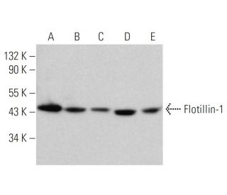 Flotillin-1 Antibody (F-3) - Western Blotting - Image 377284 