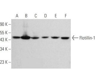 western blotting image from recommended Flotillin-1 (C-2) monoclonal antibody replacement. Image 377283