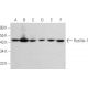 western blotting image from recommended Flotillin-1 (C-2) monoclonal antibody replacement. Image 377283