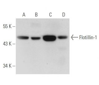 Flotillin-1 Antibody (F-3) - Western Blotting - Image 20481