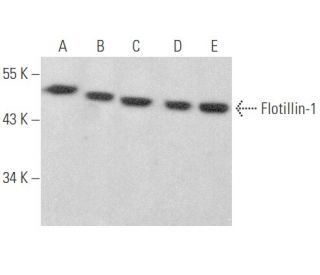 Flotillin-1 Antibody (C-2) - Western Blotting - Image 354064 