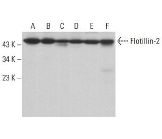 western blotting image from recommended Flotillin-2 (B-6) monoclonal antibody replacement. Image 380909