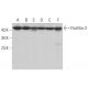 western blotting image from recommended Flotillin-2 (B-6) monoclonal antibody replacement. Image 380909