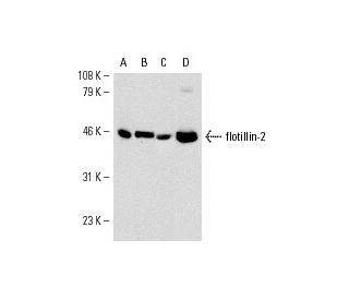 Flotillin-2 Antibody (B-6) - Western Blotting - Image 7479