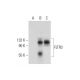 FLRT3 Antibody (A-3) - Western Blotting - Image 319380