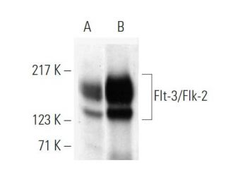 western blotting image from recommended Flt-3/Flk-2 (SF1.340) monoclonal antibody replacement. Image 374114