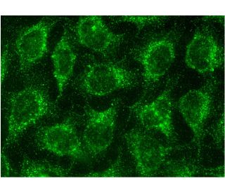 Flt 3-L Antibody (F-6) - Immunofluorescence - Image 145103 