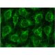 Flt 3-L Antibody (F-6) - Immunofluorescence - Image 145103 