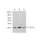 Flt 3-L Antibody (F-6) - Western Blotting - Image 382234