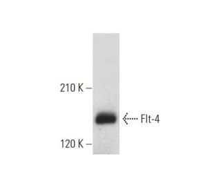 western blotting image from recommended Flt-4 (E-3) monoclonal antibody replacement. Image 333365