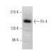 Flt-4 Antibody (E-3) - Western Blotting - Image 375121