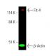 Flt-4 Antibody (E-3) - Western Blotting - Image 386653 