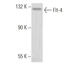 Flt-4 Antibody (G-3) - Western Blotting - Image 355144 