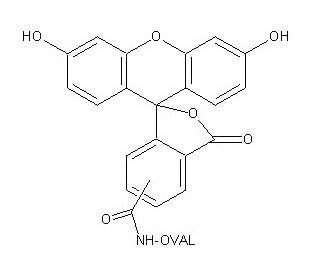 Fluorescein-OVAL (Ovalbumin) - chemical structure image