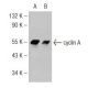 Flurbiprofen: sc-202158. Western blot analysis of cyclin A expression in untreated (A) and Flurbiprofen treated (B) Caco-2