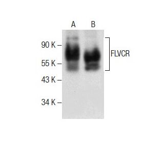 FLVCR Antibody (C-4) - Western Blotting - Image 286051 