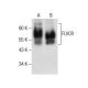 FLVCR Antibody (C-4) - Western Blotting - Image 286051 