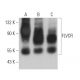 FLVCR Antibody (C-4) - Western Blotting - Image 369772 
