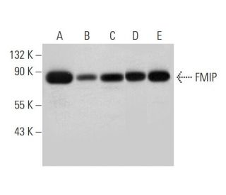 FMIP Antibody (H-8) - Western Blotting - Image 314079 