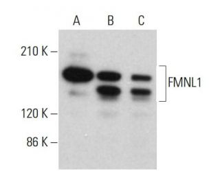FMNL1 Antibody (C-5) - Western Blotting - Image 382758 