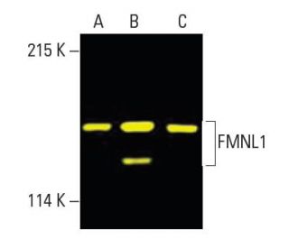FMNL1 Antibody (C-5) - Western Blotting - Image 396207 