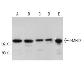 FMNL2 Antibody (D-3) - Western Blotting - Image 381912 