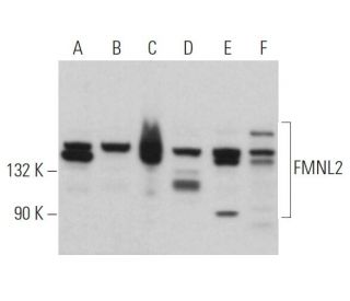 FMNL2 Antibody (G-8) - Western Blotting - Image 366838 