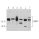 FMNL2 Antibody (G-8) - Western Blotting - Image 366838 