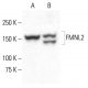FMNL2 Antibody (G-8) - Western Blotting - Image 401959 