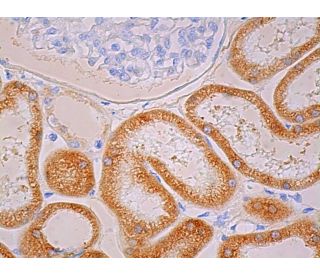 FMO1 Antibody (H-10) - Immunohistochemistry - Image 391620 