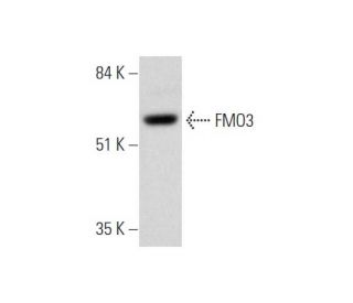 FMO3 Antibody (C-1) - Western Blotting - Image 333751