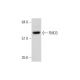 FMO3 Antibody (C-1) - Western Blotting - Image 333751