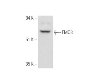 FMO3 Antibody (D-9) - Western Blotting - Image 333462 
