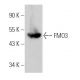 FMO3 Antibody (D-9) - Western Blotting - Image 366178