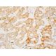 FMO5 Antibody (E-8) - Immunohistochemistry - Image 411655 