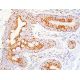 FMO5 Antibody (E-8) - Immunohistochemistry - Image 411656