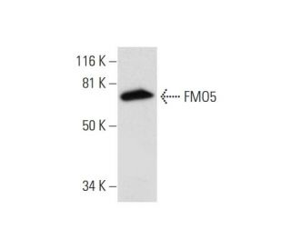 FMO5 Antibody (E-8) - Western Blotting - Image 297905 