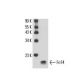 Fn14 Antibody (ITEM-4) - Western Blotting - Image 17344 