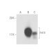 Fn14 Antibody (ITEM-4) - Western Blotting - Image 58103