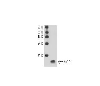 Fn14 Antibody (ITEM-4) - Western Blotting - Image 17344Each CRISPR/Cas9 Knockout (KO) Plasmid product consists of a pool of 3 plasmids designed to ensure identification and cleavage of a specific gene for maximum knockout efficiency. Each plasmid encodes a unique 20 nt sequence derived from the GeCKO (v2) library.