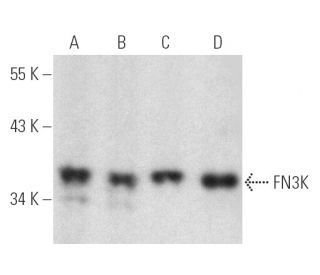 FN3K Antibody (E-9) - Western Blotting - Image 389876 