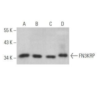 FN3KRP Antibody (G-1) - Western Blotting - Image 374016 