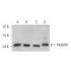 FN3KRP Antibody (G-1) - Western Blotting - Image 374016 