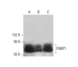 FNBP1 Antibody (C-9) - Western Blotting - Image 351683 