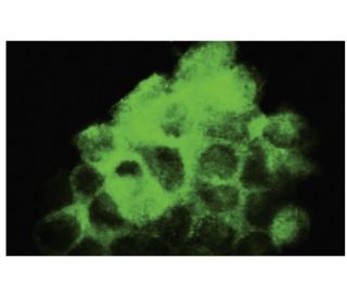FNDC3A Antibody (J-7) - Immunofluorescence - Image 35669 