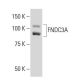 FNDC3A Antibody (J-7) - Western Blotting - Image 34144